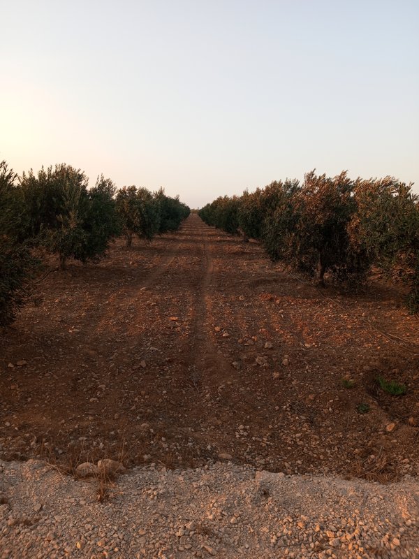 طريق حمص دمشق فرصة مميزه للاستثمار الزراعي