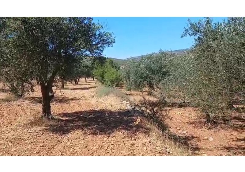 ارض زيتون تبعد عن الزفت 100 متر بالجسر عطريق العيادات قبل ال